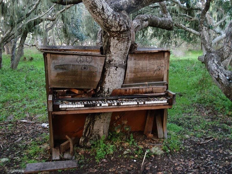 9. А это эксперимент: в лесу оставили пианино, через время в нем проросло дерево