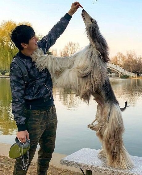 Китаец тратит $800 в месяц на уход за шерстью своей собаки