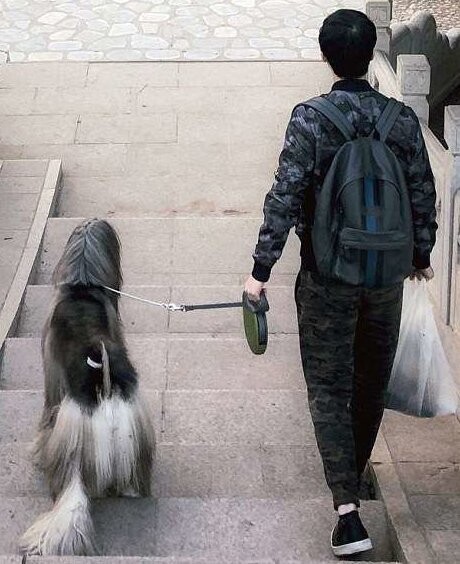 Китаец тратит $800 в месяц на уход за шерстью своей собаки