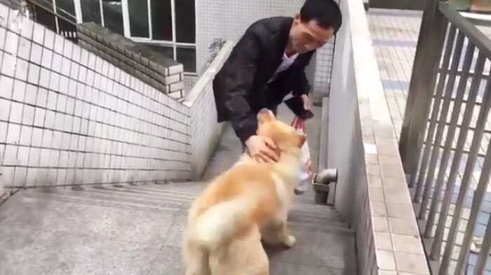 Собака, целыми днями ждущая хозяина на станции, своей преданностью покорила мир