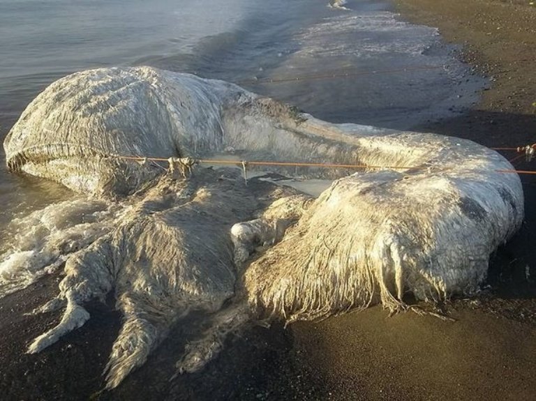 На филиппинский пляж океан выбросил загадочное волосатое существо