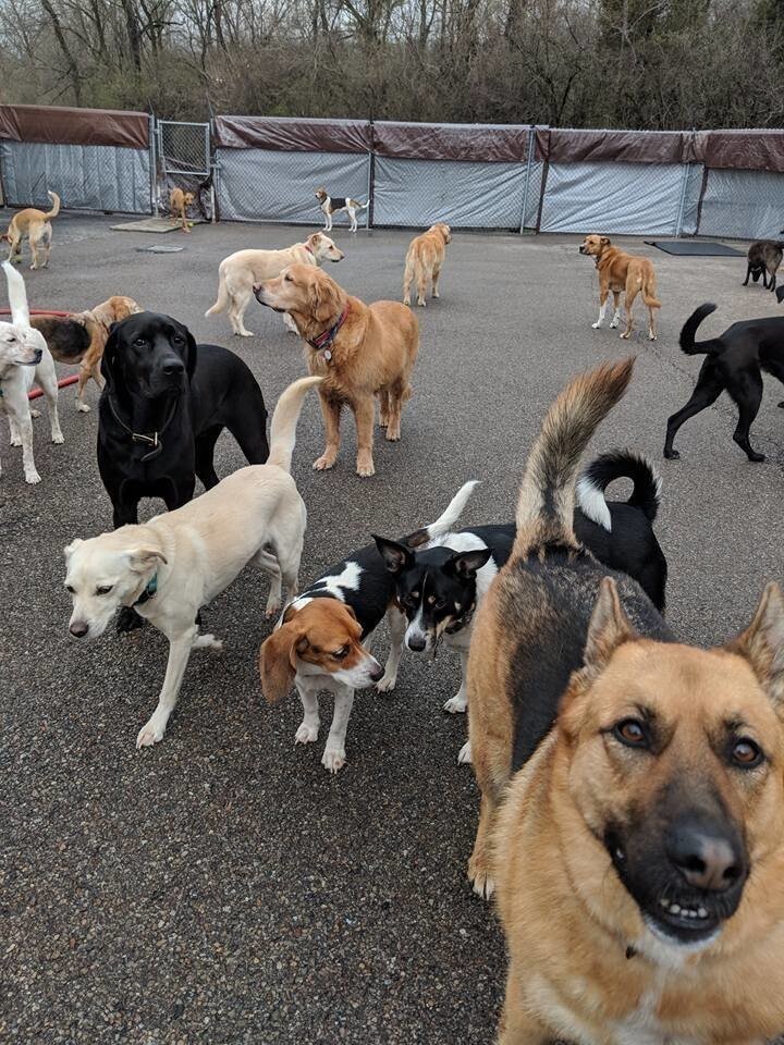 Идеальный снимок: 30 псов приняли участие в коллективном селфи в американском питомнике