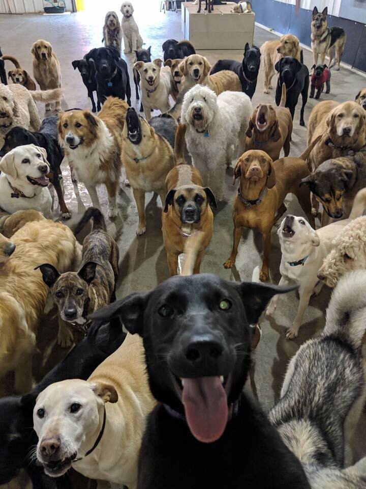 Много пород собак на одном фото