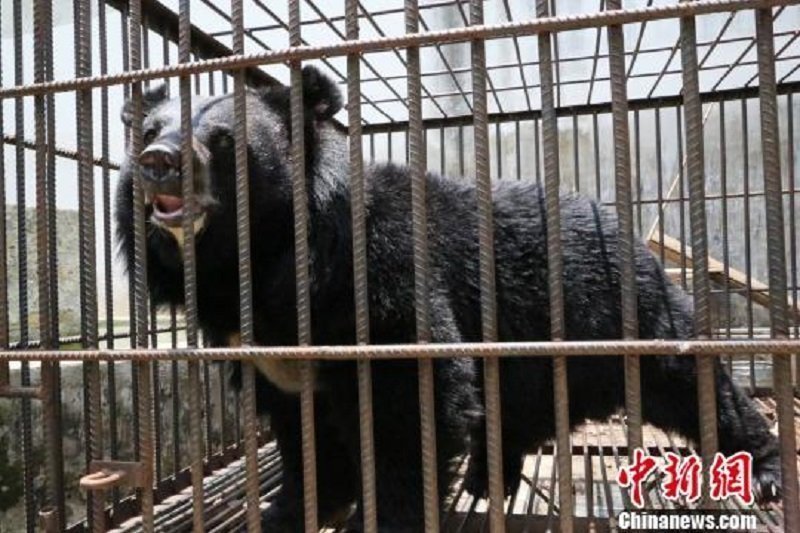 Китаец два года заботился о собаке, а она оказалась медведем