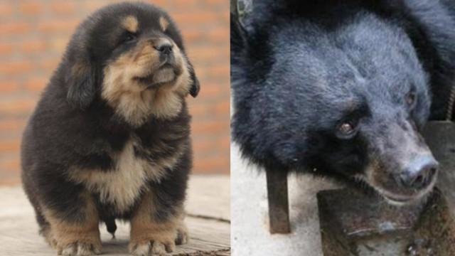 Китаец два года заботился о собаке, а она оказалась медведем