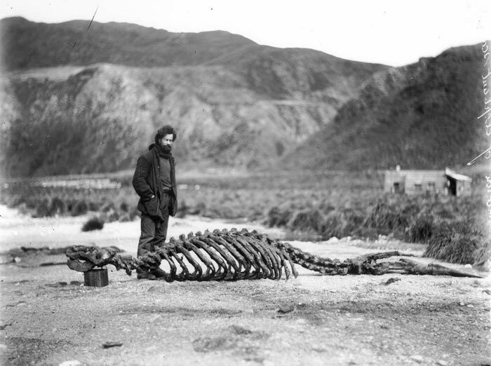 Гарольд Гамильтон возле найденного членами экспедиции скелета морского слона