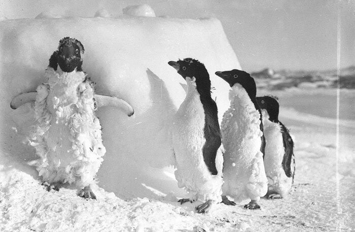 Пингвины Адели приходят в себя после снежной бури