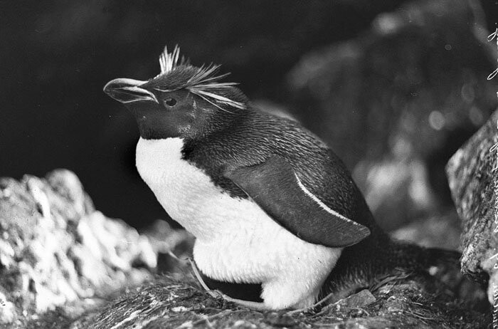 Пингвин Виктории или Толстоклювый пингвин