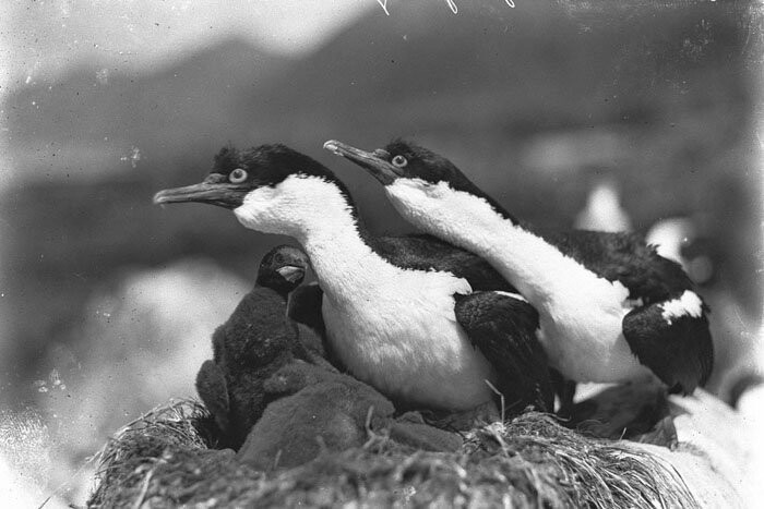 Бакланы на острове Маккуори защищают свое гнездо