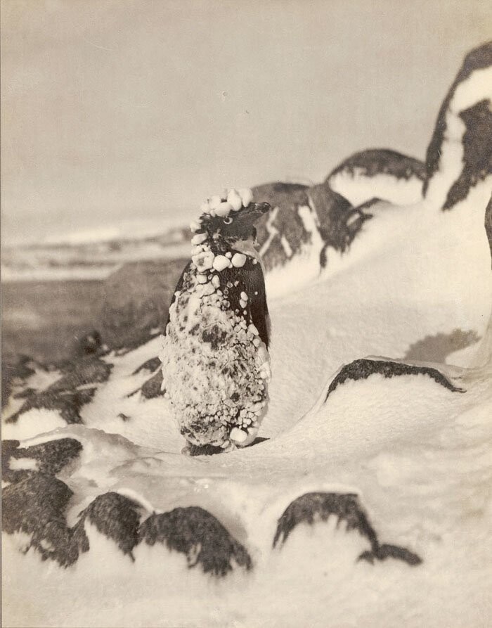 Замерзший пингвин Адели