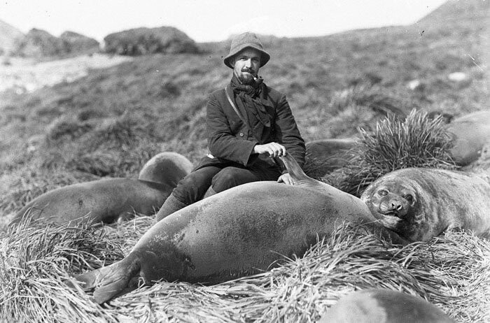 Артур Сойер и детеныш морского слона