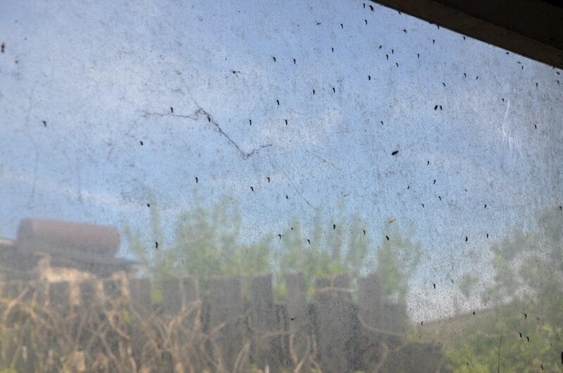 В Воронежской области огромное количество комаров атакуют животных и людей