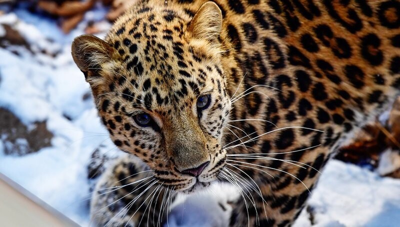 Пострадавшая от браконьеров самка дальневосточного леопарда родила малыша