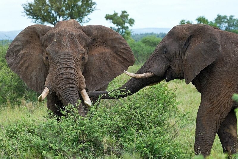 В ЮАР до сих пор есть слоны, львы и антилопы