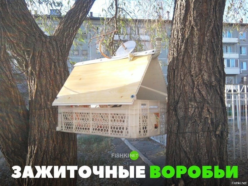 Зажиточные воробьи