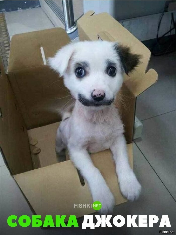 Собака Джокера