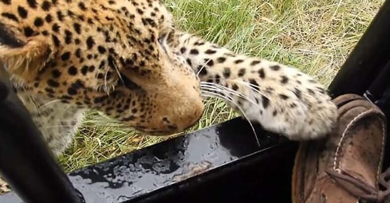 Турист, посетивший заповедник в Ботсване, разрешил леопарду попробовать на зуб свою обувь