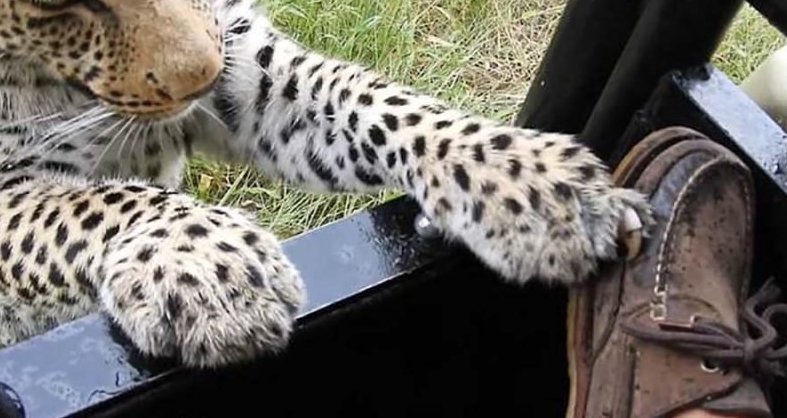 Турист, посетивший заповедник в Ботсване, разрешил леопарду попробовать на зуб свою обувь