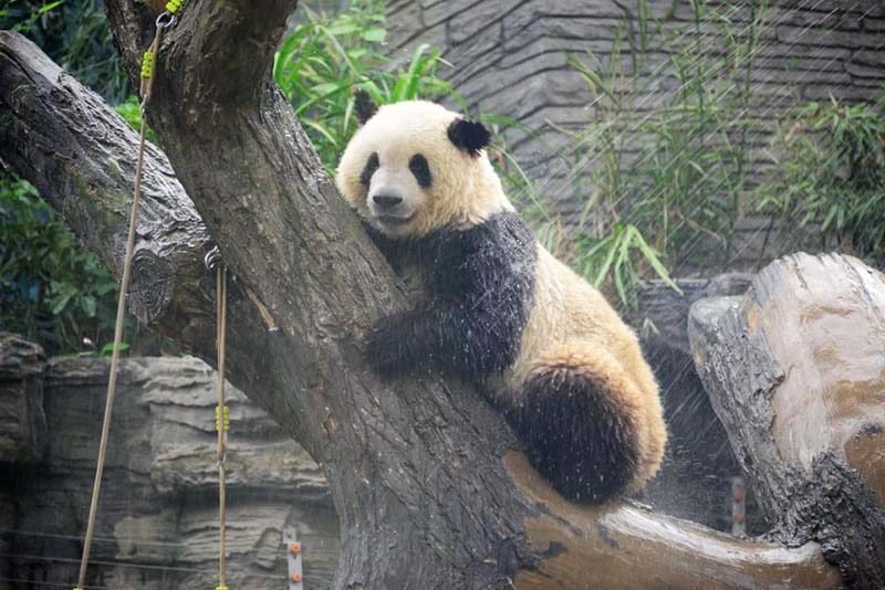 Душ для больших панд в жаркий пекинский день