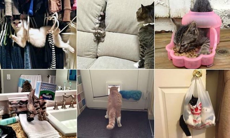 20 доказательств того, что у котов действительно девять жизней