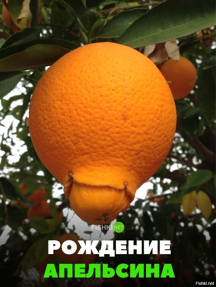 Рождение апельсина