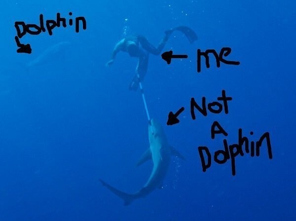 Телеведущий избил акулу и разрушил миф о дельфинах
