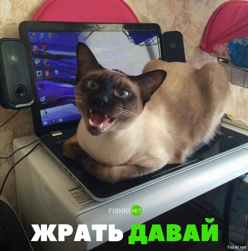 Жрать, жрать, жрать!