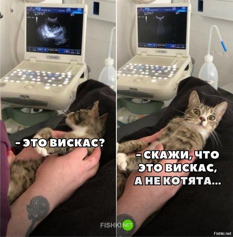 Это не вискас