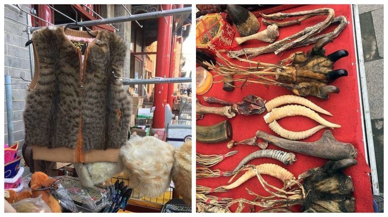 Видео: в Китае продают жилеты из кошачьего меха