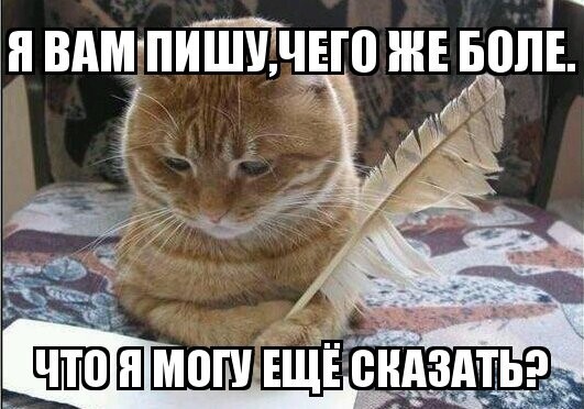 Субботний котопост