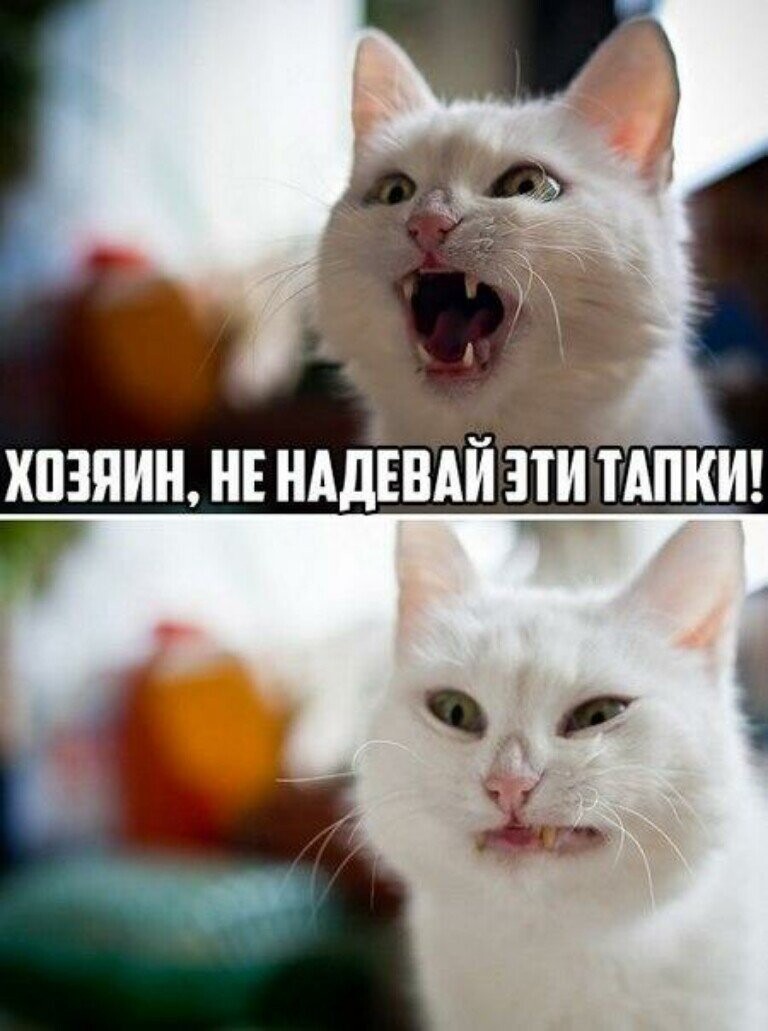 Субботний котопост