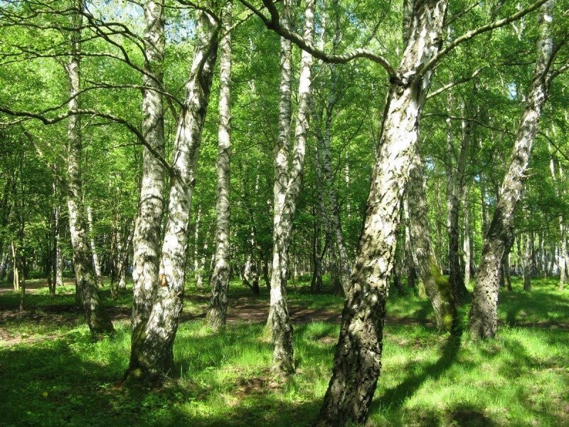 Зеленый городок Светлогорск. Калининградская область