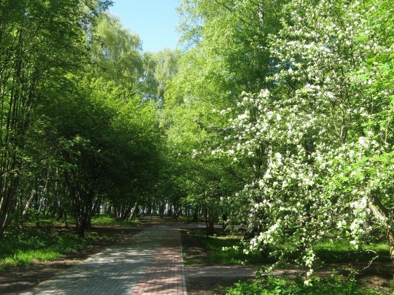 Зеленый городок Светлогорск. Калининградская область