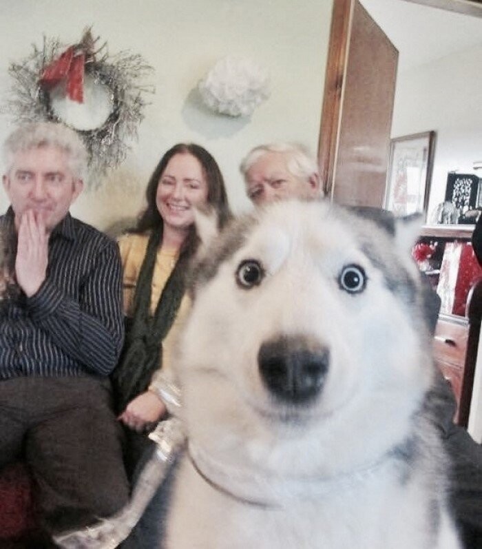 Этот пес знает, как улучшить фото