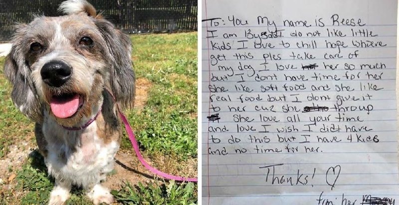 Женщина решила избавиться от собаки и подбросила её в чужой двор, приложив грустную записку