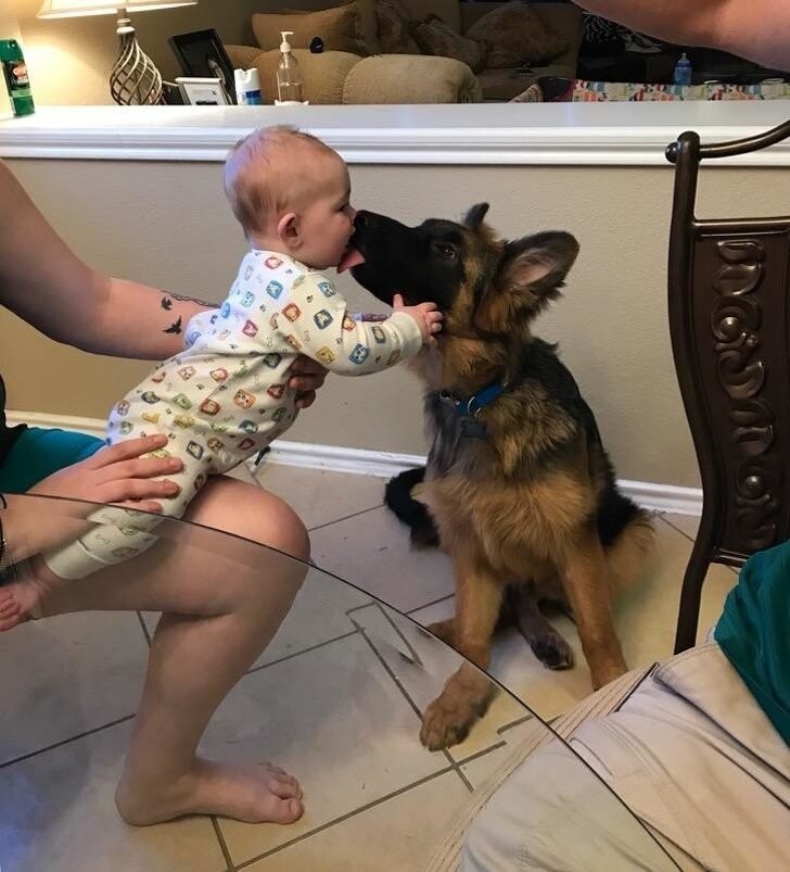 «Первая встреча племянника и моего щенка»