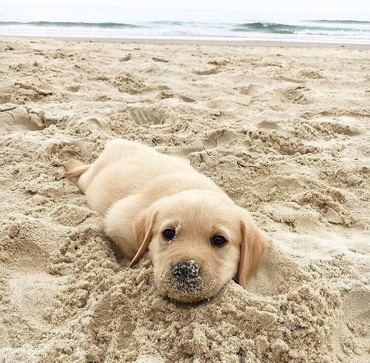 Каждый щенок на пляже становится немного тюленем