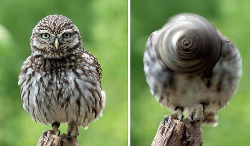 Фотографу удалось запечатлеть вращающуюся голову совы, которая отдалённо напоминает колесо