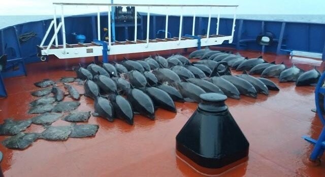 Экипаж украинского судна ответит за убийство дельфинов