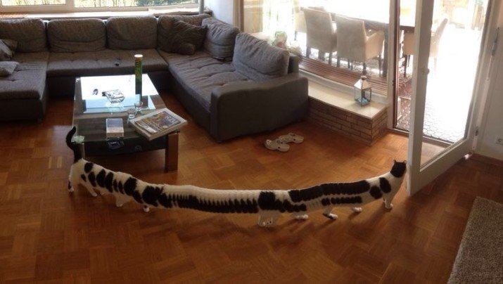 10. Представляете, если бы коты были такими длинными?