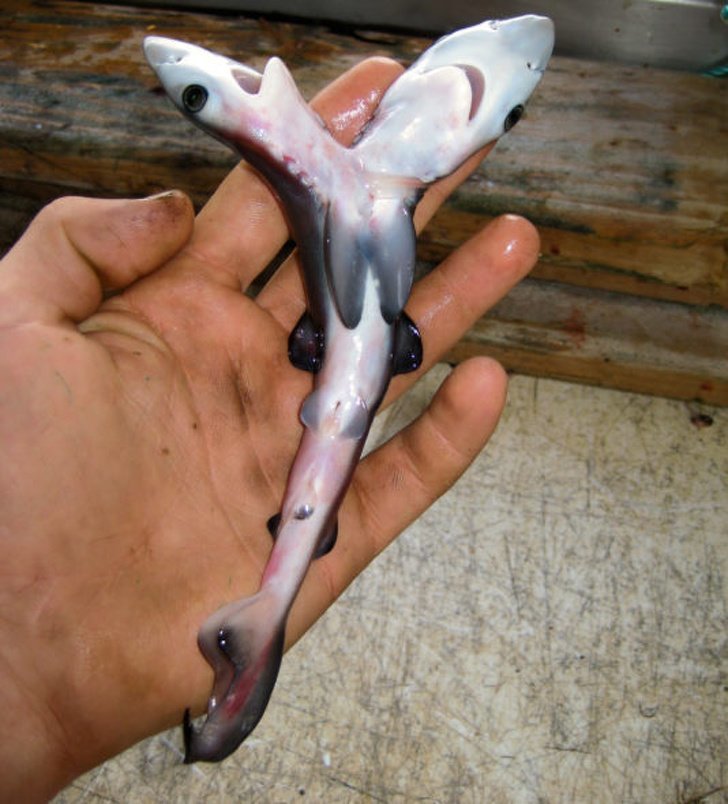20. Двухголовая акула