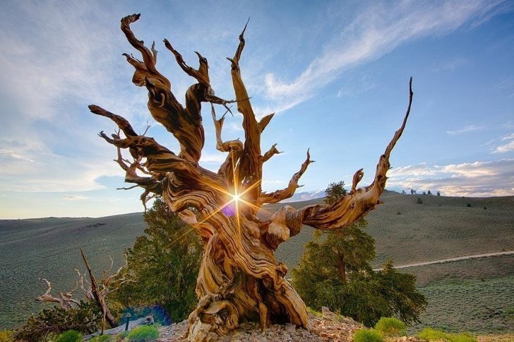 4. Потрясающее изображение самого старого дерева в мире (сосна остистая Мафусаил, возраст - около 5 тыс. лет)  -  в белых горах Национального заповедника Иньо (Калифорния, США)