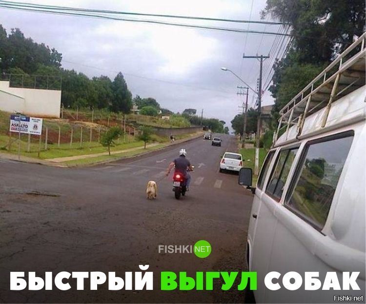 Быстрый выгул собаки