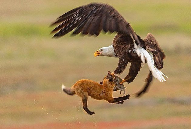 Белоголовый орлан-клептопаразит украл кролика у лисы. И вот как это было