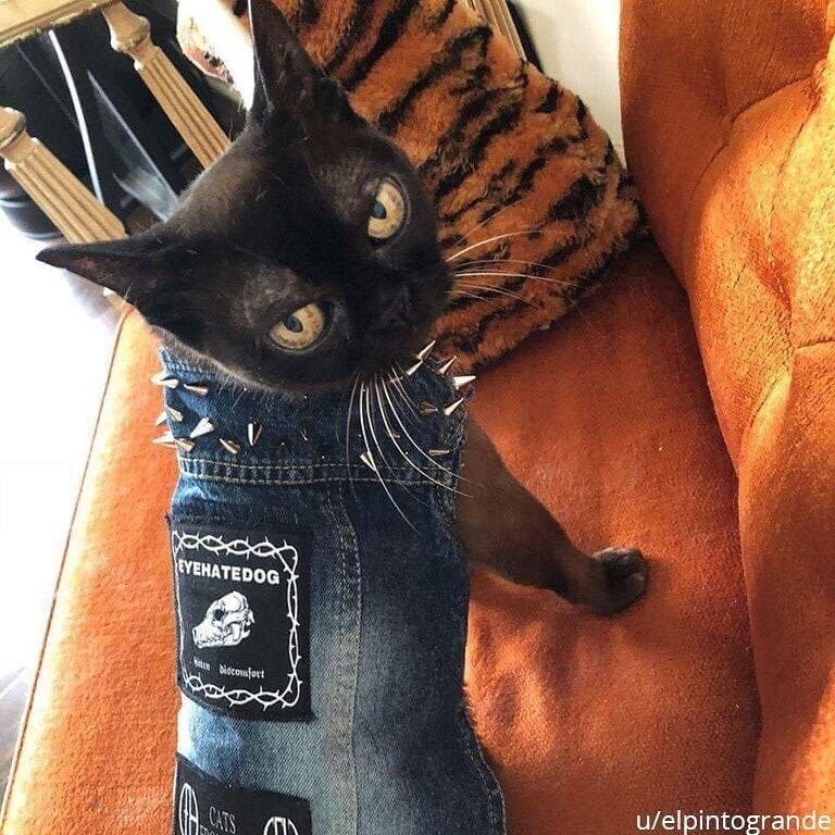 «Подруга сшила коту панк-рокерский джинсовый жилет»