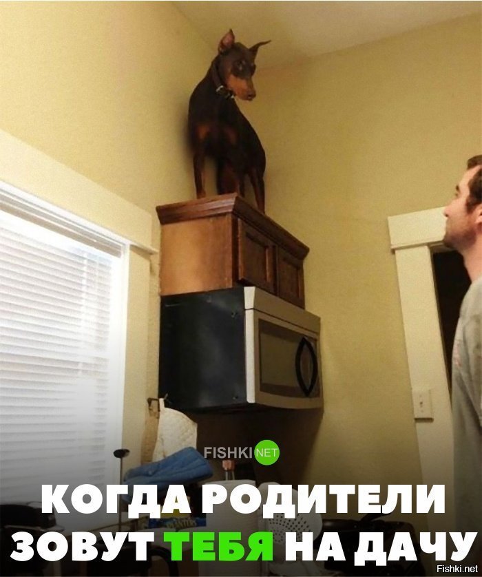 Когда не хочешь ехать на дачу