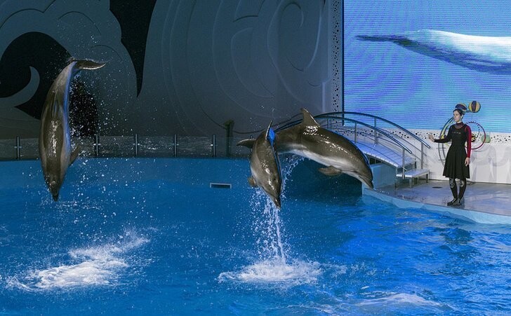 В Чечне открыли комплекс «Грозненский дельфинарий» площадью более 300 тыс. кв. м