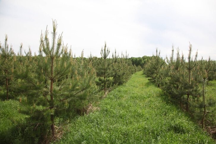 В Татарстане высадили 20 млн деревьев в весенний сезон