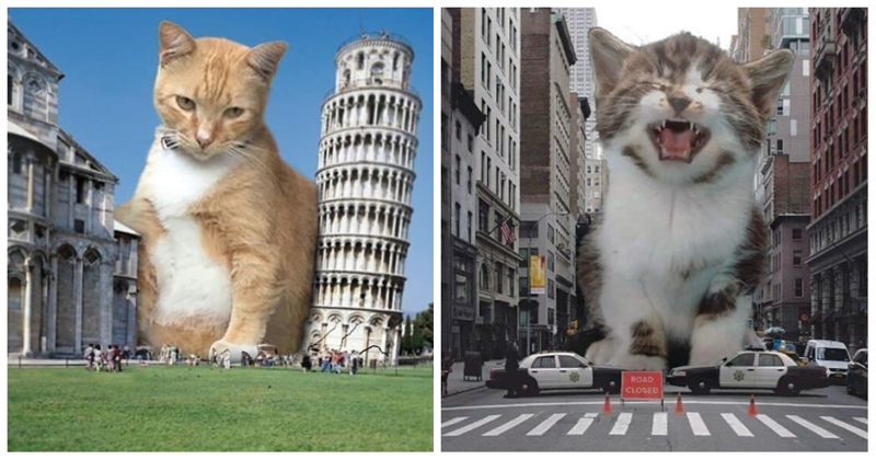 Котзилла существует: гигантские коты заполонили города