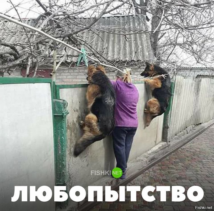 Любопытство